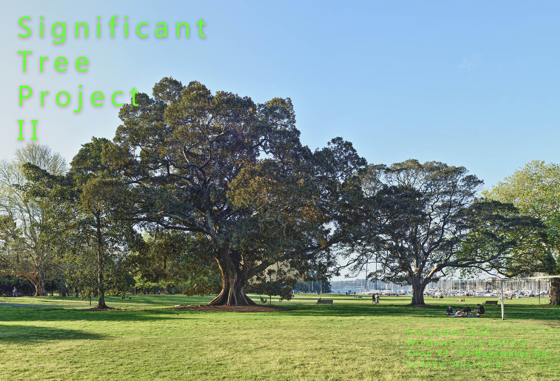Significant Tree Project II - Moreton Bay Fig at Rushcutters Bay, Sydney, Photography by Kent Johnson