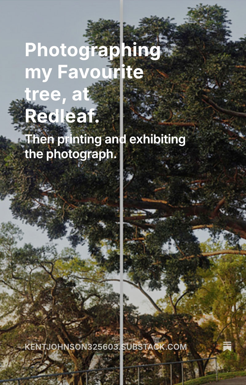 The Significant Tree Project. The old Kauri Pine at Redleaf, Sydney, Australia. Photography by Kent Johnson