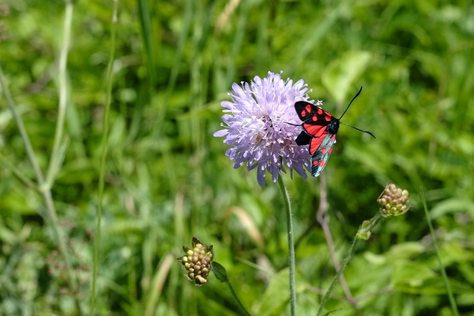 Male of Zygaena filipendulae - Var (France) Red and Black Moth. Photography by Kent Johnson.