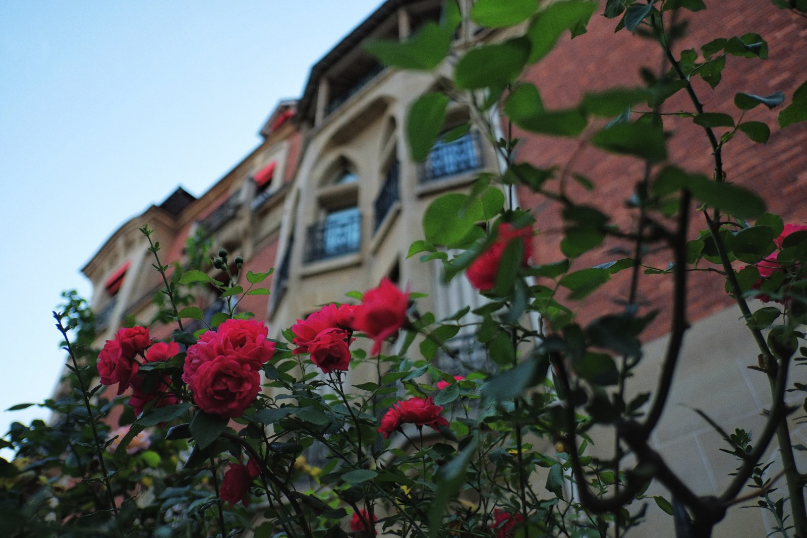 Roses, Faubourg Saint-Germain. Street style travel photography by Kent Johnson.