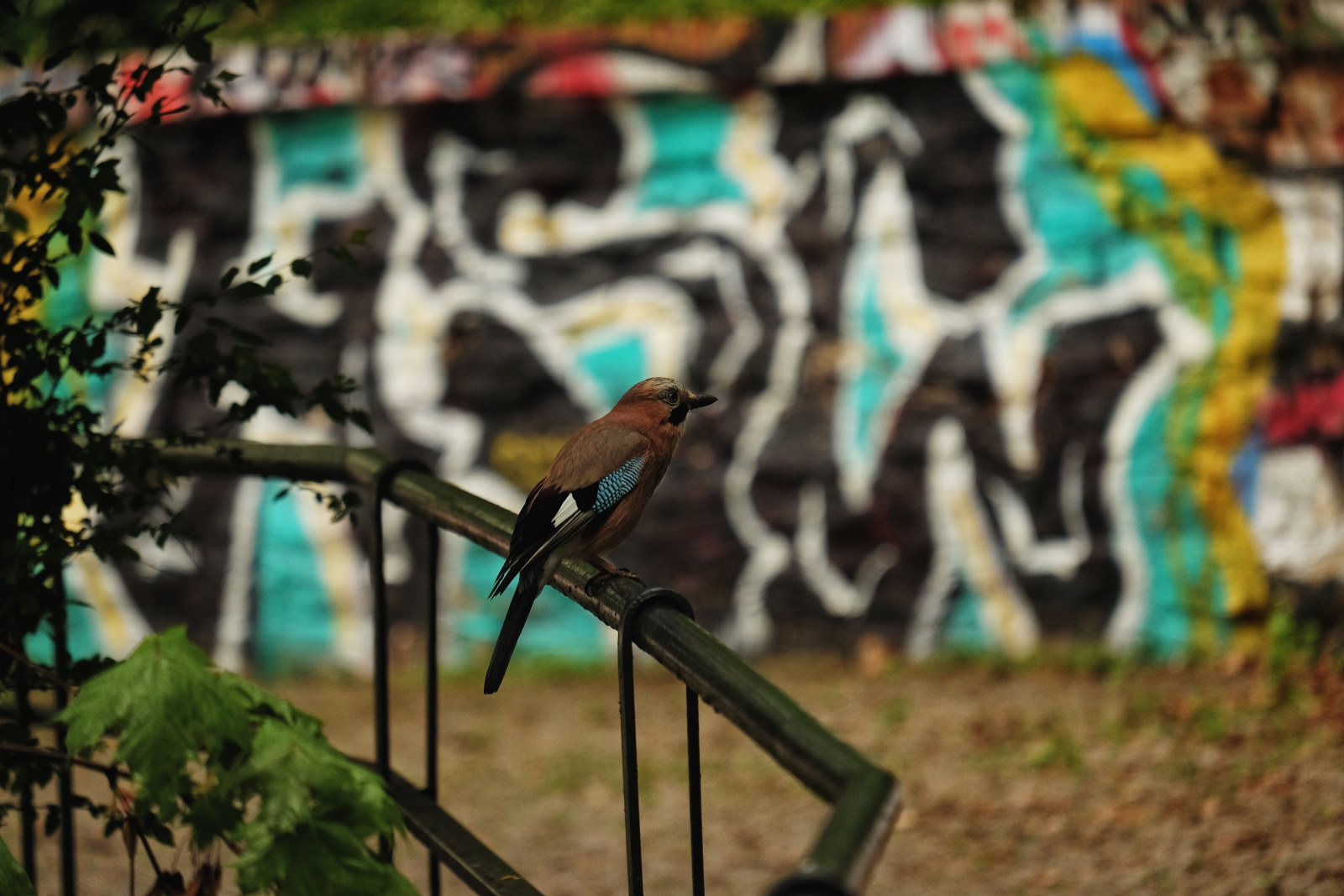 Eurasian Jay in a Prague park with a wall of graffiti in the background.