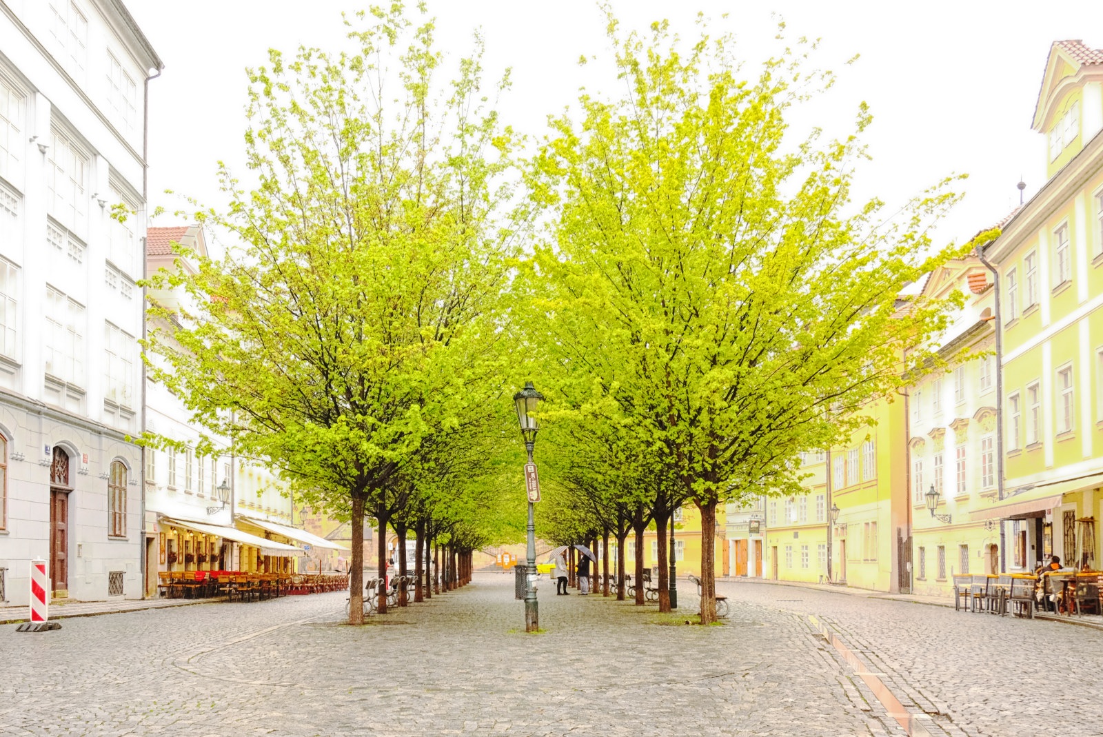 Trees with bright green spring leaves on Na Kampě, Praha Malá Strana, Czechia. Travel photography by Kent Johnson.